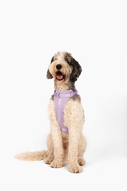 Come Here Buddy Harness