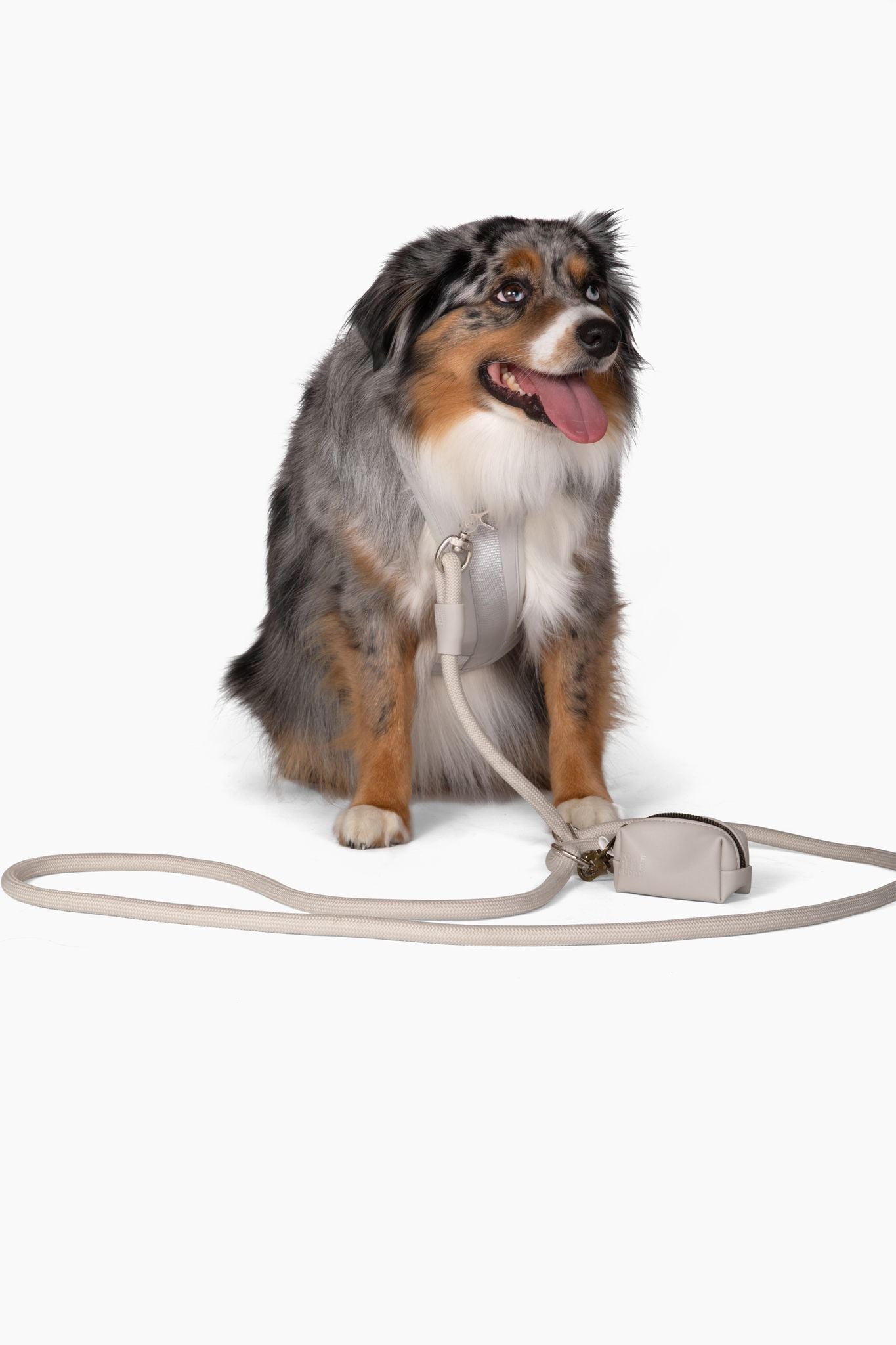 Come Here Buddy Harness