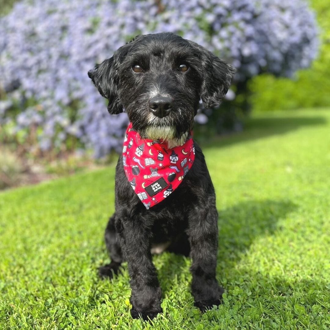 Hairy Pawter Bandana