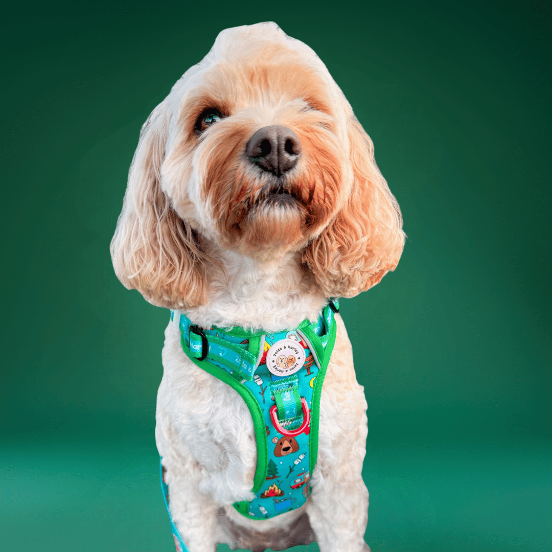 Bark Ranger - Adventure No Pull Harness