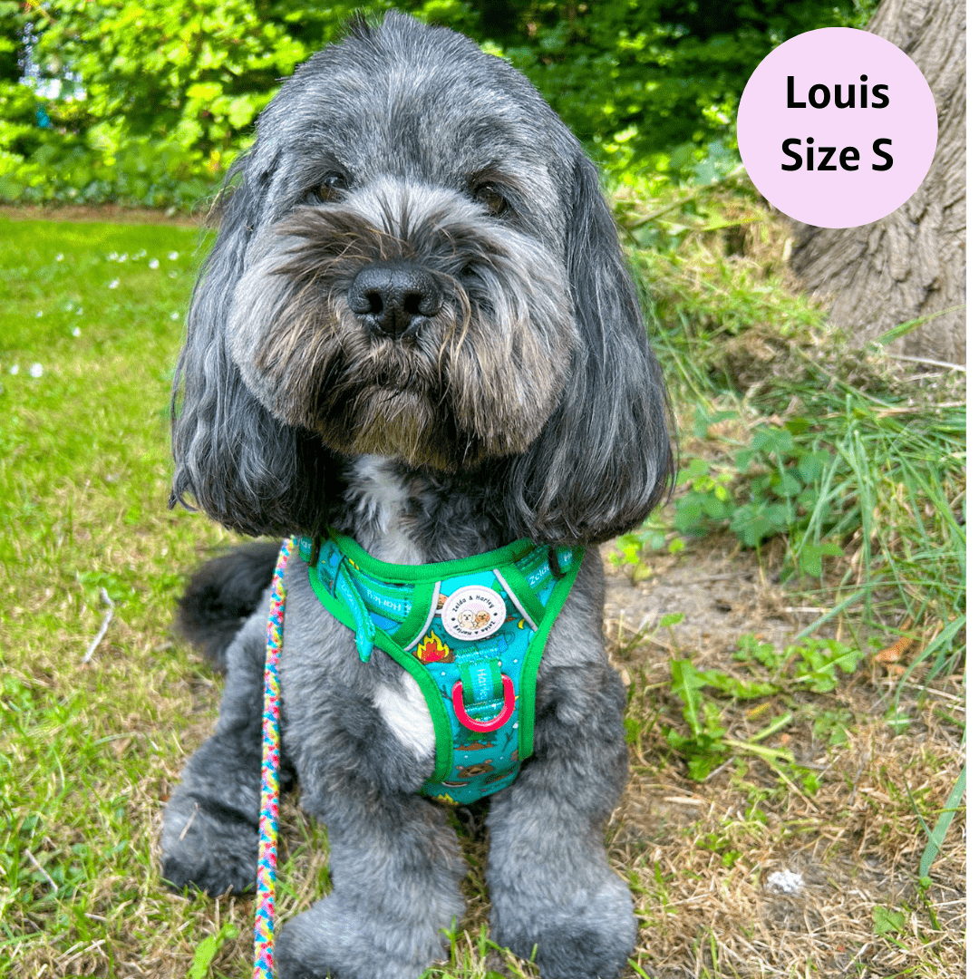 Bark Ranger - Adventure No Pull Harness