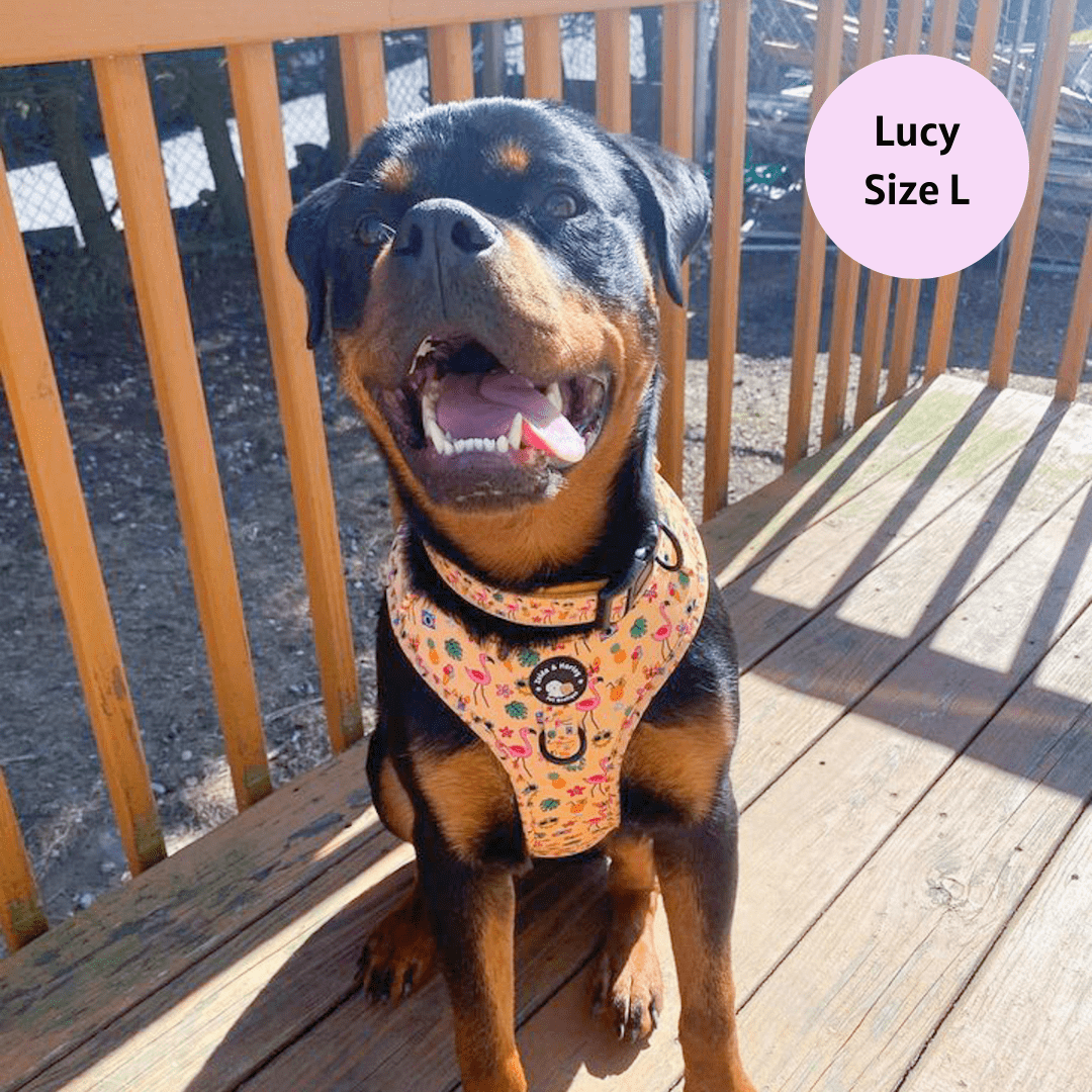 Club Pupicana - No Pull Adjustable Dog Harness