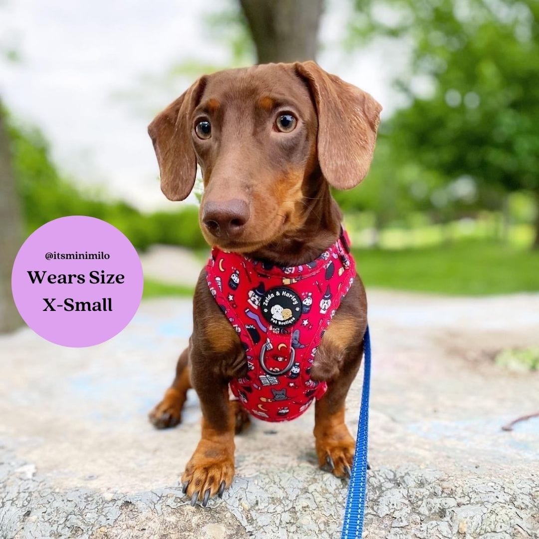 Hairy Pawter - No Pull Adjustable Dog Harness - Doot's Pet LLC Collars For A Cause