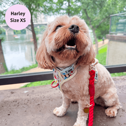 Hot Dawg - Adventure No Pull Harness