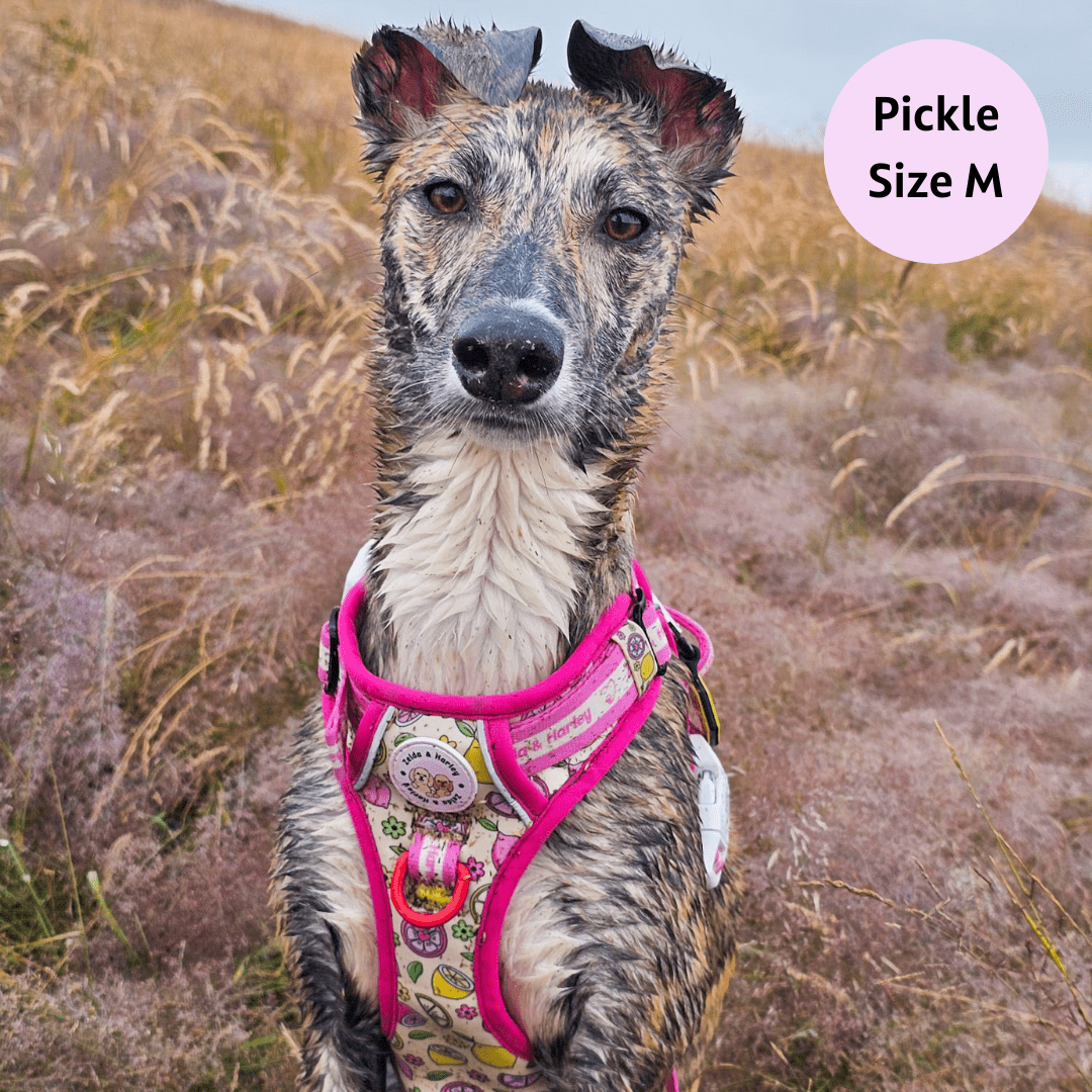 Pink Lemonade - Adventure No Pull Harness