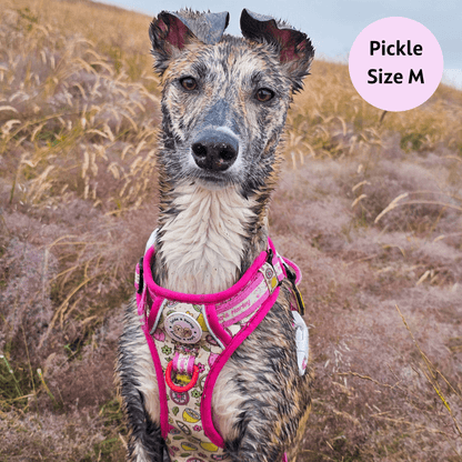 Pink Lemonade - Adventure No Pull Harness