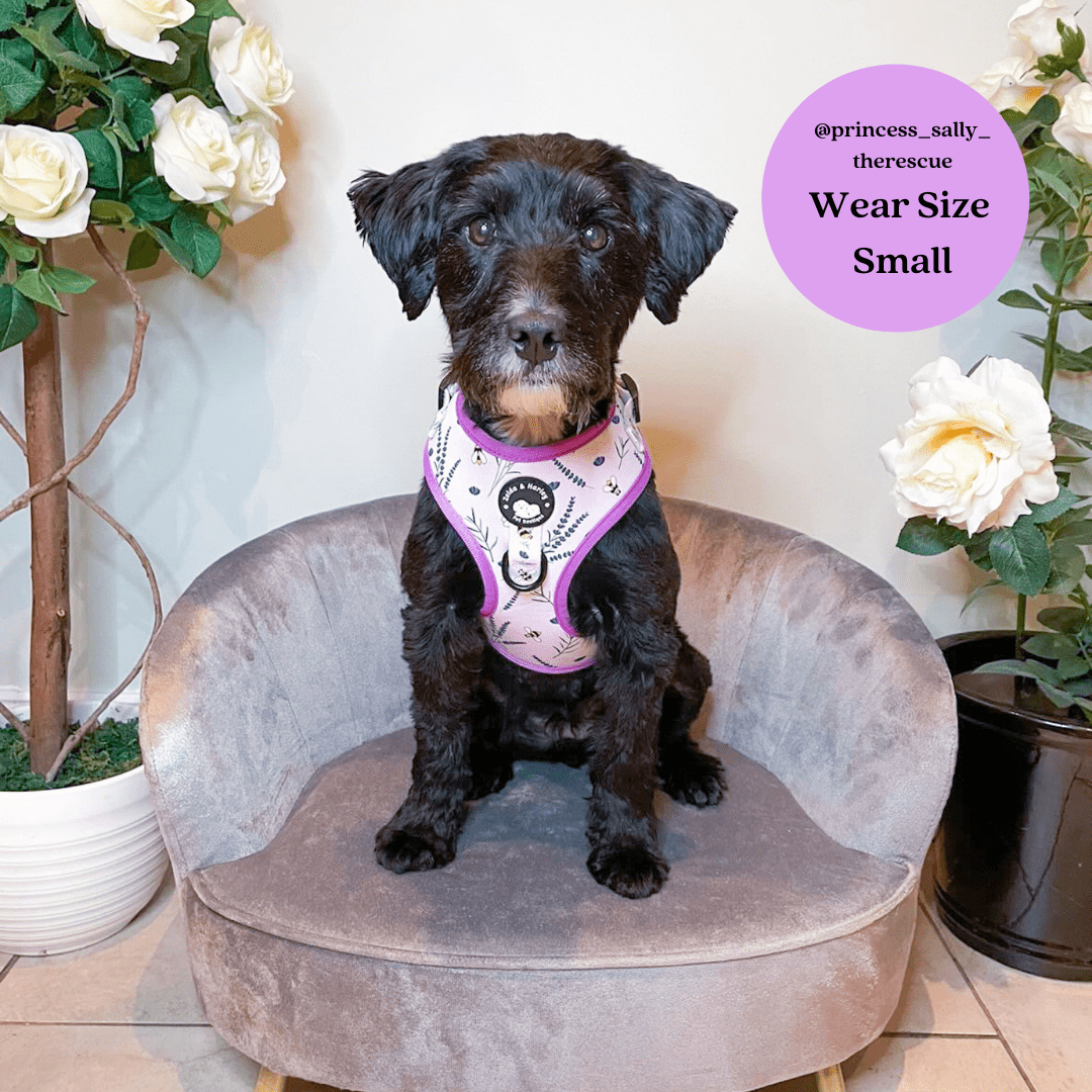 Sweet as Can Bee - No Pull Adjustable Dog Harness