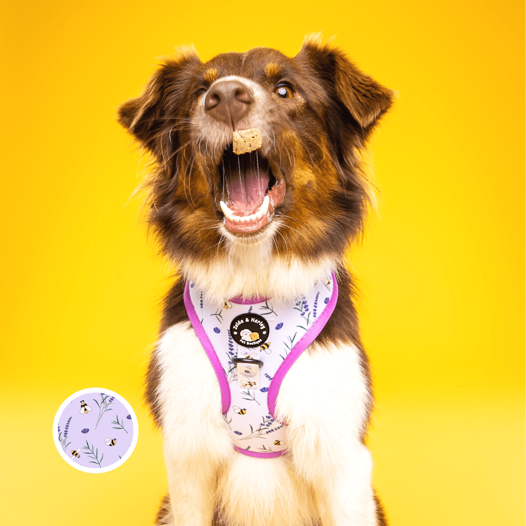 Sweet as Can Bee - No Pull Adjustable Dog Harness