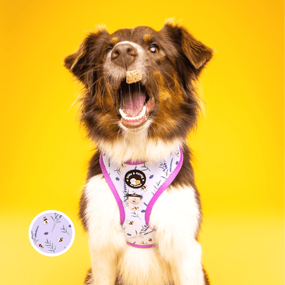 Sweet as Can Bee - No Pull Adjustable Dog Harness