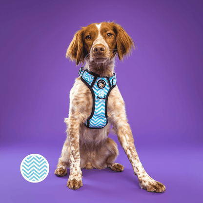 Zig Zag Wag Pastel Blue- Adventure No Pull Harness