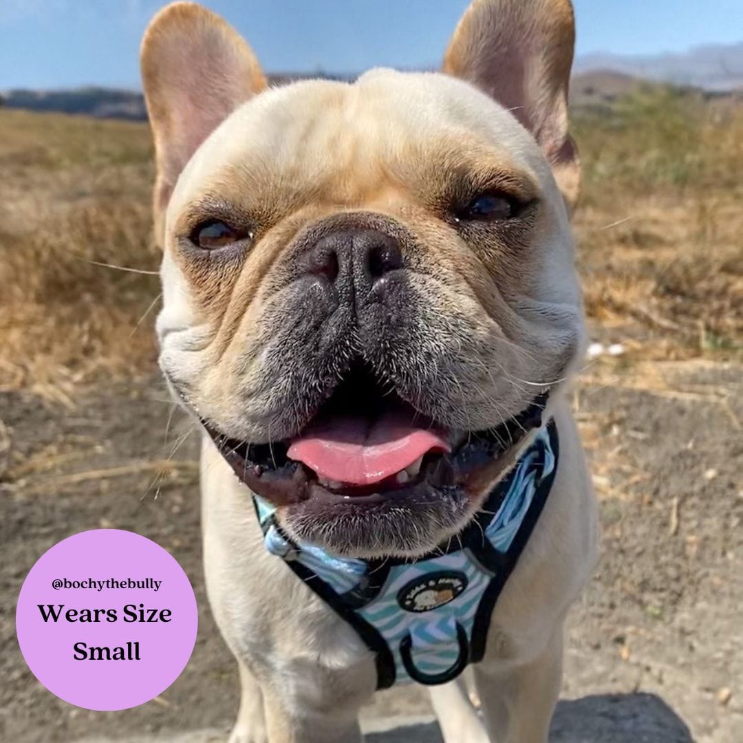 Zig Zag Wag Pastel Blue- Adventure No Pull Harness