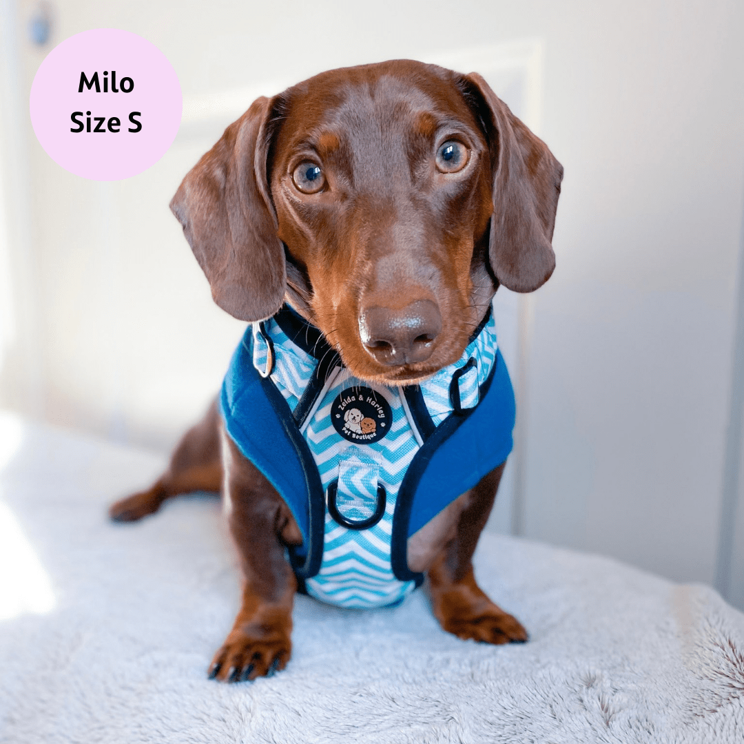 Zig Zag Wag Pastel Blue- Adventure No Pull Harness