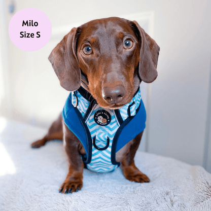 Zig Zag Wag Pastel Blue- Adventure No Pull Harness