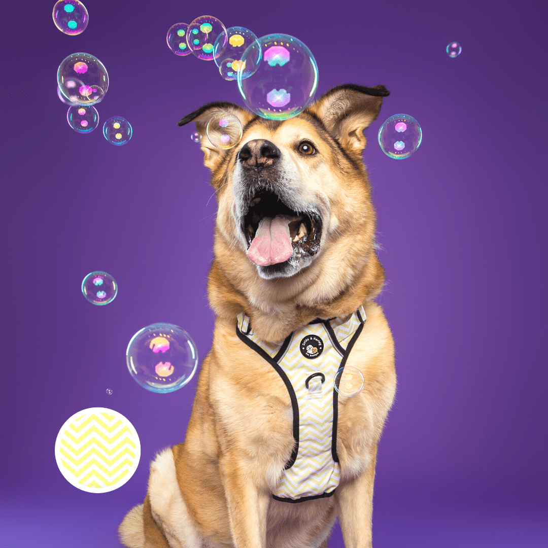 Zig Zag Wag Pastel Yellow - Adventure No Pull Harness