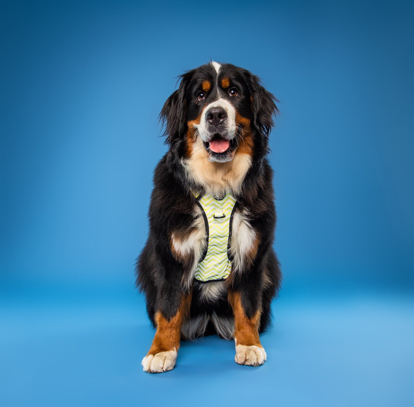 Zig Zag Wag Pastel Yellow - Adventure No Pull Harness