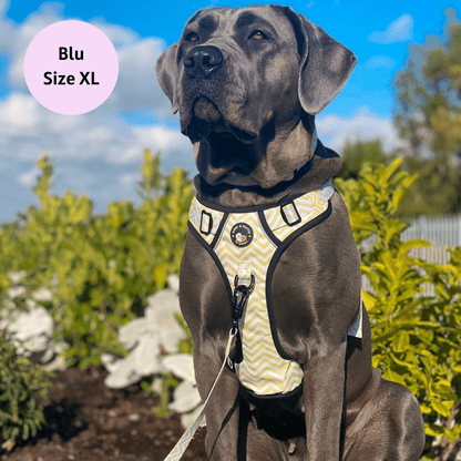 Zig Zag Wag Pastel Yellow - Adventure No Pull Harness