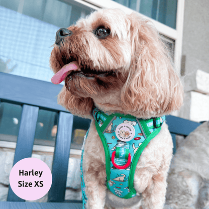 Zoomies 2.0 - Adventure No Pull Harness